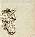 STUDY OF THE HEAD OF A TWO-MONTH-OLD DONKEY