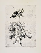 INSETTI