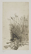 OWL IN THE GRASS